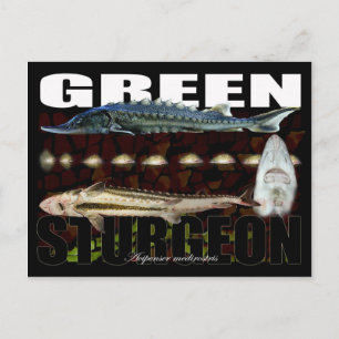 Cartão Postal Cartão-postal verde Sturgeon-Collage