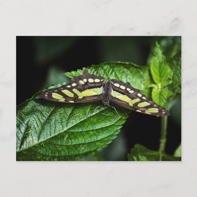 Cartão Postal Cartão-postal verde vibrante (Frente)