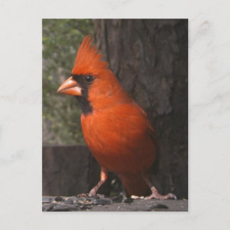 Cartão Postal Cartão-postal vermelho