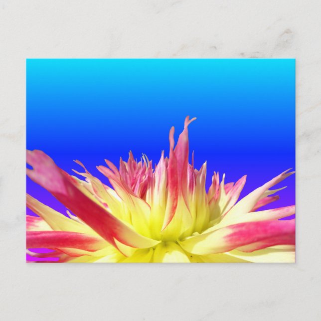 Cartão Postal Cartão-postal vermelho amarelo Dahlia azul BG colo (Frente)