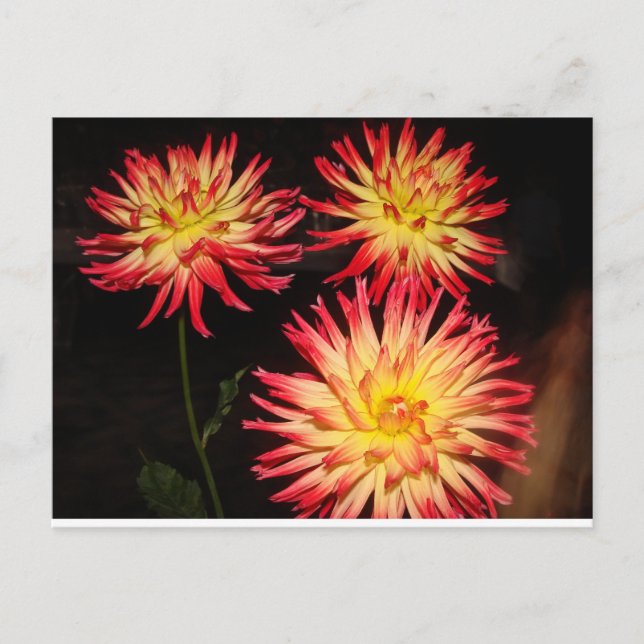 Cartão Postal Cartão-postal vermelho e amarelo Dahlia (Frente)