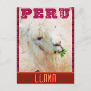 Cartão Postal Cartão-postal Viagem Peru - Lhamas do Peru