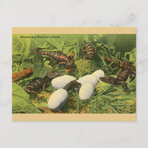 Cartão Postal Cartão-postal Vintage Alligator Egg Hatching in F