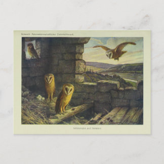Cartão Postal Cartão-postal Vintage Barn Owns