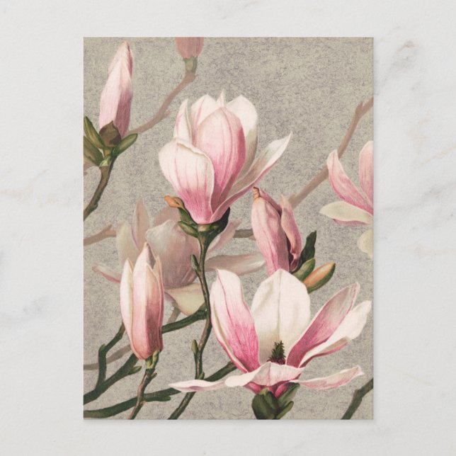 Cartão Postal Cartão-postal Vintage Botanical Illustration (Frente)