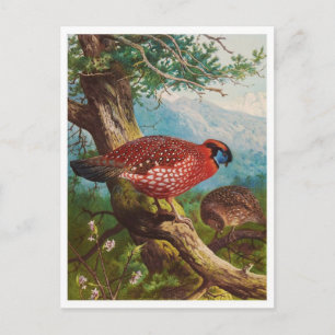 Cartão Postal Cartão-postal Vintage Illustration