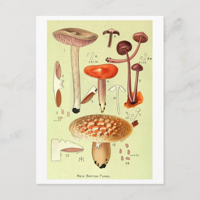 Cartão Postal Cartão-postal Vintage "New British Fungi" (Frente)