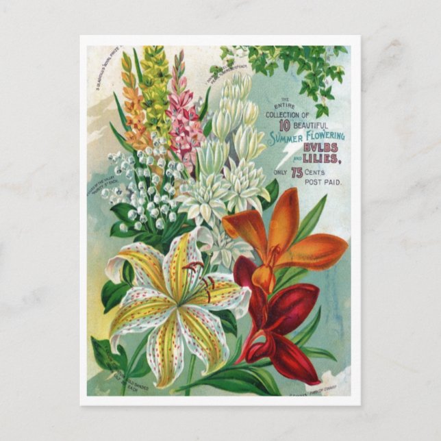 Cartão Postal Cartão-postal Vintage Seed (Frente)