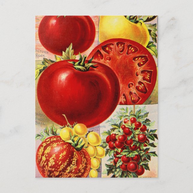 Cartão Postal Cartão-postal Vintage Seed (Frente)