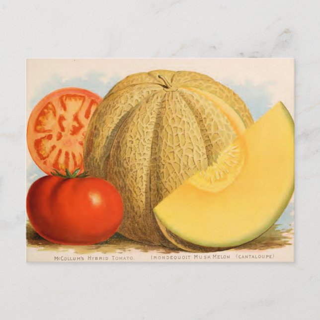 Cartão Postal Cartão-postal Vintage Seed (Frente)