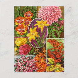 Cartão Postal Cartão-postal Vintage Seed