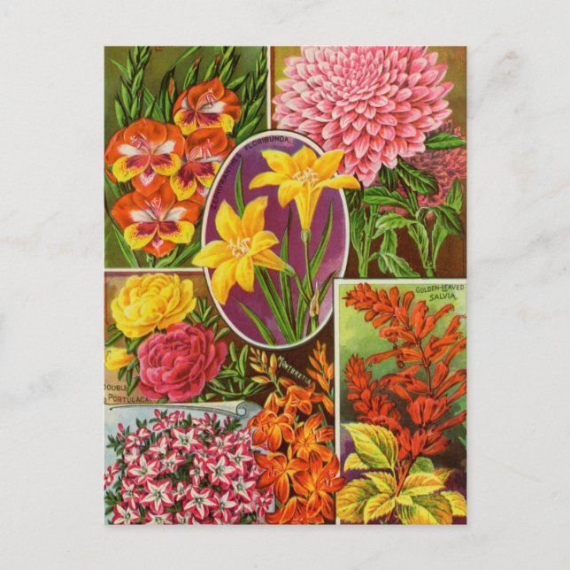 Cartão Postal Cartão-postal Vintage Seed (Frente)