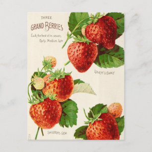 Cartão Postal Cartão-postal Vintage Seed