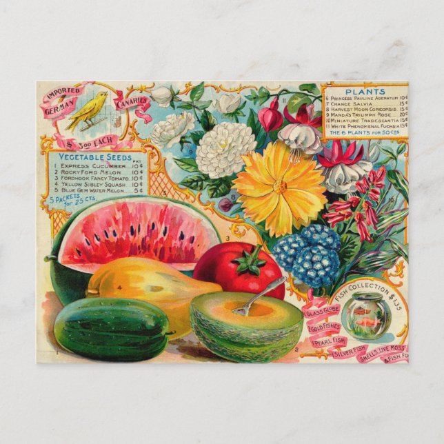 Cartão Postal Cartão-postal Vintage Seed (Frente)