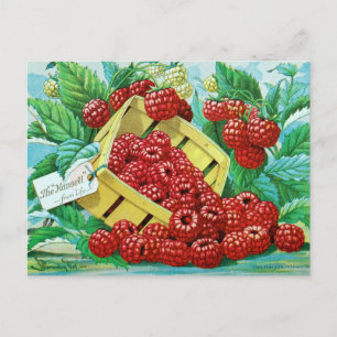 Cartão Postal Cartão-postal Vintage Seed
