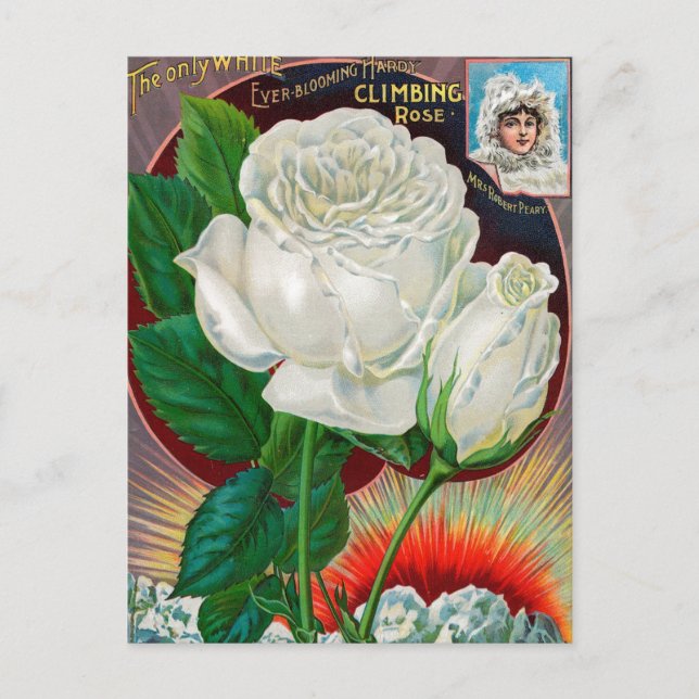 Cartão Postal Cartão-postal Vintage Seed (Frente)