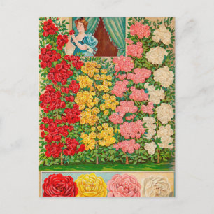 Cartão Postal Cartão-postal Vintage Seed