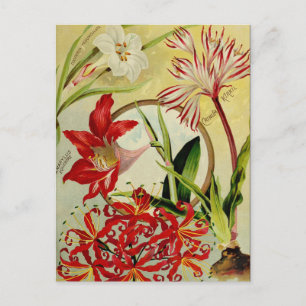 Cartão Postal Cartão-postal Vintage Seed