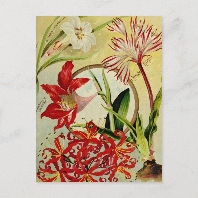 Cartão Postal Cartão-postal Vintage Seed (Frente)