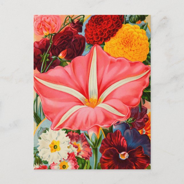 Cartão Postal Cartão-postal Vintage Seed (Frente)