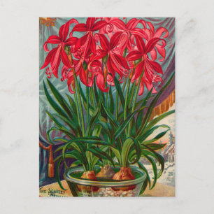 Cartão Postal Cartão-postal Vintage Seed