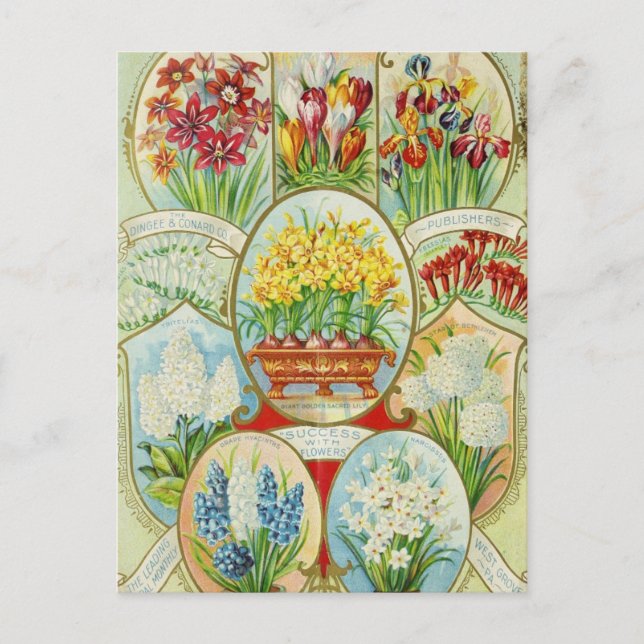 Cartão Postal Cartão-postal Vintage Seed (Frente)