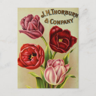 Cartão Postal Cartão-postal Vintage Seed