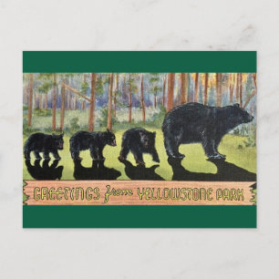 Cartão Postal Cartão-postal Vintage Yellowstone Park Bears