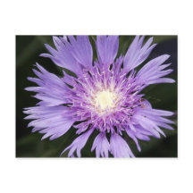 Cartão-postal violeta