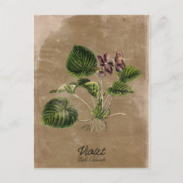 Cartão Postal Cartão-postal Violeta Estilo Vintage