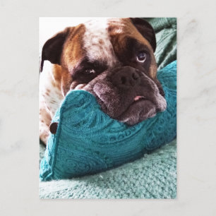 Cartão Postal Cartão-postal vitoriano para Bulldog