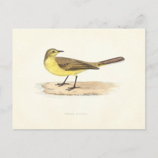Cartão Postal Cartão-postal Wagtail Amarelo