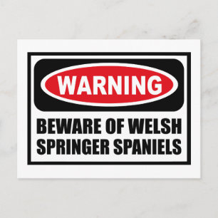 Cartão Postal Cartão-postal WARE DE WELSH SPRINGER SPANIELS