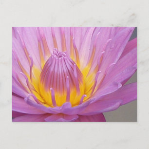 Cartão Postal Cartão-postal Waterlily Rosa