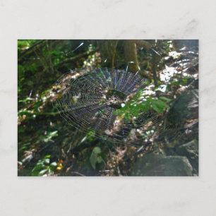 Cartão Postal Cartão-postal Web Leucauge Orb