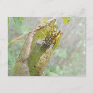 Cartão Postal Cartão-postal Web Spider de Verificação Wasp