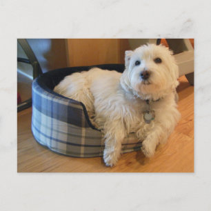 Cartão Postal Cartão-postal Westin in Doggie Bed