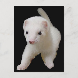 Cartão Postal Cartão-postal White Baby Ferret
