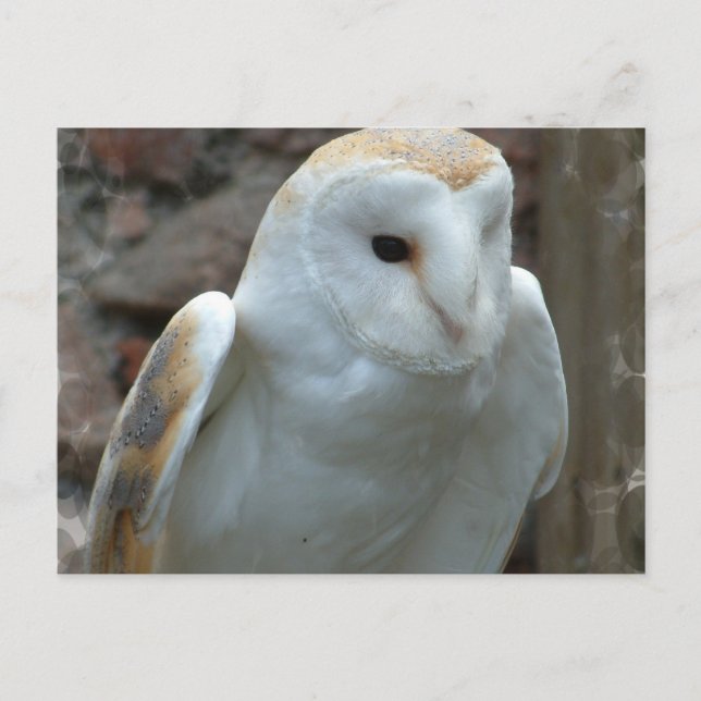 Cartão Postal Cartão-postal White Barn Owl (Frente)