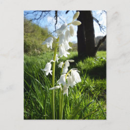 Cartão Postal Cartão-postal White Bluebells