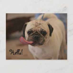 Cartão Postal Cartão-postal White Buldogue Bonito