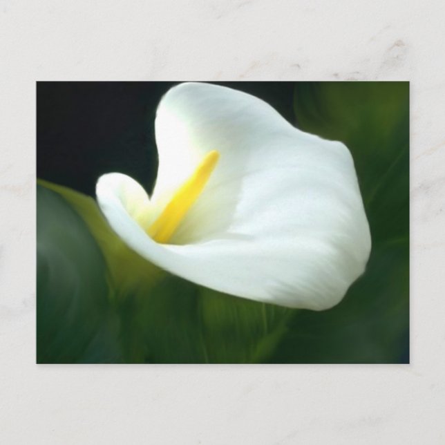 Cartão Postal Cartão-postal White Calla Lily (Frente)