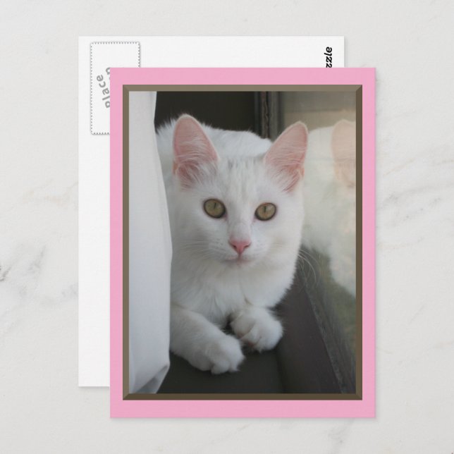 Cartão Postal Cartão-postal White Cat Chillin (Frente/Verso)