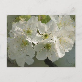 Cartão Postal Cartão-postal White Cherry Blossoms