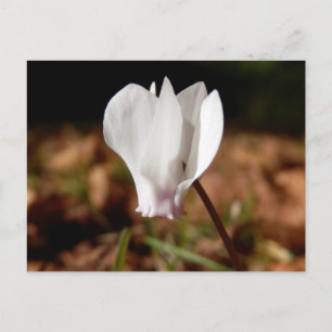 Cartão Postal Cartão-postal White Cyclamen