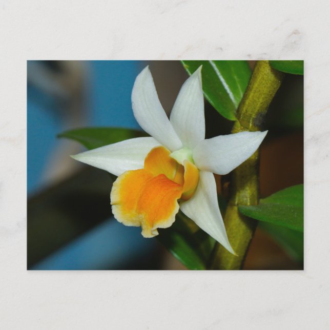 Cartão Postal Cartão-postal White e Peach Orchid (Frente)