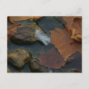 Cartão Postal Cartão-postal White Feather