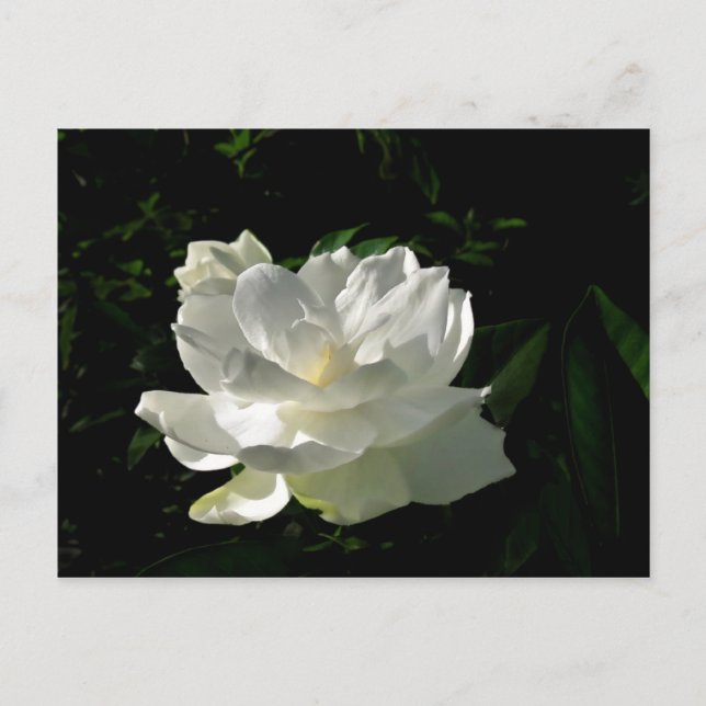 Cartão Postal Cartão-postal White Gardenia Blossom (Frente)