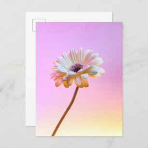 Cartão Postal Cartão-postal White Gerbera Daisy