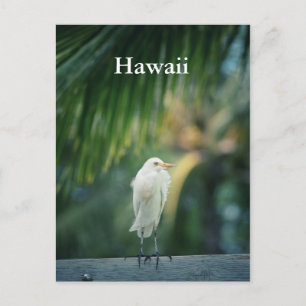 Cartão Postal Cartão-postal White Heron Hawaii